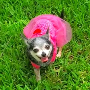 Meet your Posher, Kea